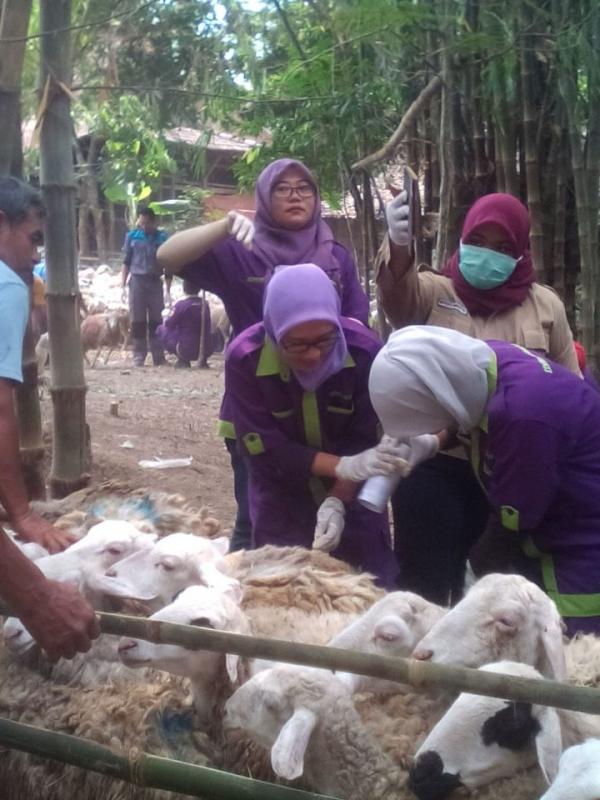 Pemeriksaan Hewan Qurban