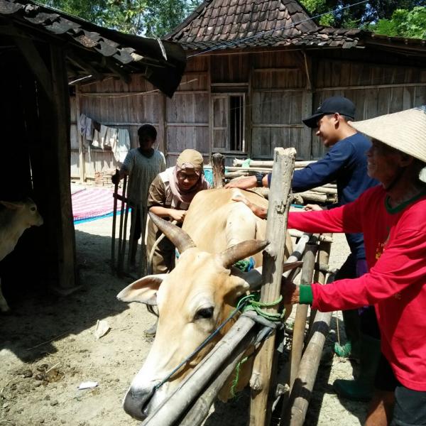Pengobatan Massal